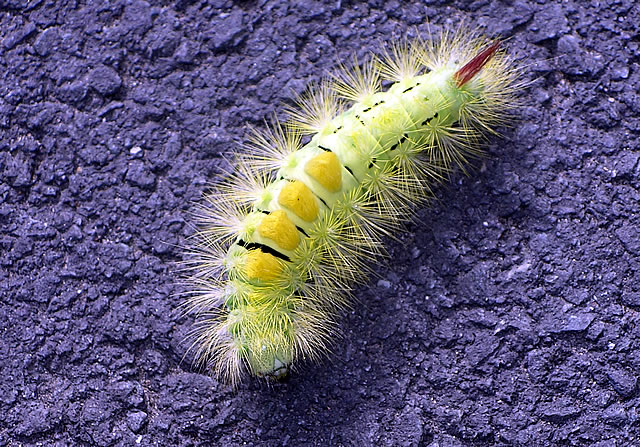 Pale tussock moth caterpillar